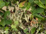 Cladonia chlorophaea-1.jpg